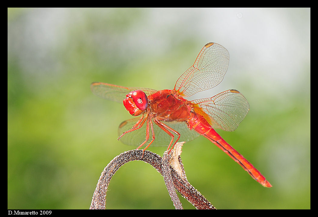 Libellula rossa